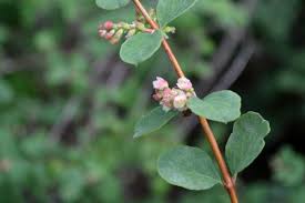 Attēlu rezultāti vaicājumam “Symphoricarpos x chenaultii”
