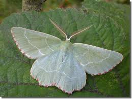 Attēlu rezultāti vaicājumam “Thalera fimbrialis”