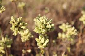 Attēlu rezultāti vaicājumam “Origanum vulgare bud”