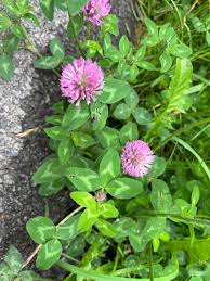 Attēlu rezultāti vaicājumam “Trifolium pratense flower”