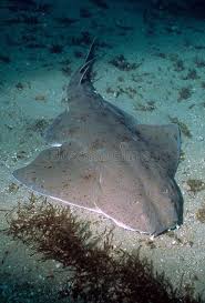 Image result for Squatina dumeril