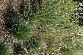 Attēlu rezultāti vaicājumam “Koeleria glauca”