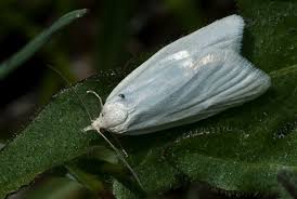 Attēlu rezultāti vaicājumam “Eana argentana”