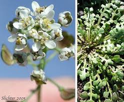 Attēlu rezultāti vaicājumam “Teesdalia nudicaulis”