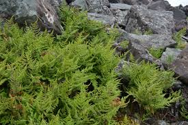 Attēlu rezultāti vaicājumam “Gymnocarpium robertianum”