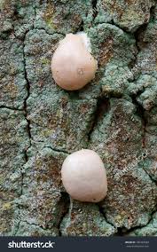 Attēlu rezultāti vaicājumam “Reticularia sp.”