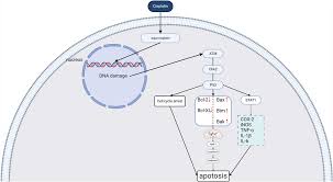 Image result for backmodel terzi