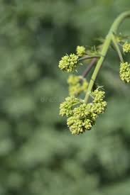 Attēlu rezultāti vaicājumam “Thalictrum flavum bud”