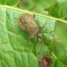 Attēlu rezultāti vaicājumam “Coreus marginatus imago”