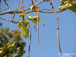 Attēlu rezultāti vaicājumam “Catalpa ovata fruit”