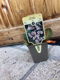 Image result for Bitterwurz