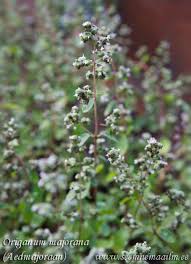 Attēlu rezultāti vaicājumam “Origanum majorana flower”