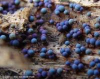 Attēlu rezultāti vaicājumam “Lamproderma gulielmae”