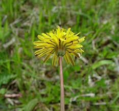 Attēlu rezultāti vaicājumam “Taraxacum suecicum flower”