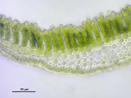 Attēlu rezultāti vaicājumam “Polytrichastrum longisetum”