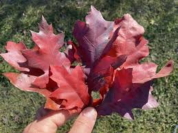 Attēlu rezultāti vaicājumam “Quercus rubra”