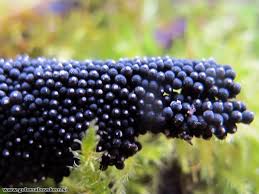 Attēlu rezultāti vaicājumam “Ruzenia spermoides”