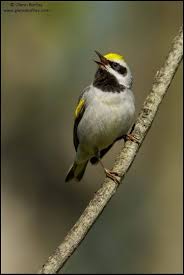 Image result for Vermivora chrysoptera