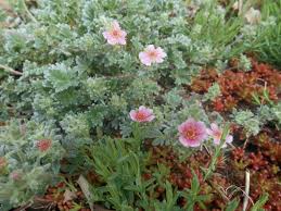 Attēlu rezultāti vaicājumam “Potentilla”