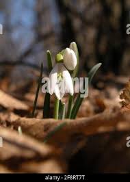 Attēlu rezultāti vaicājumam “Galanthus nivalis bud”