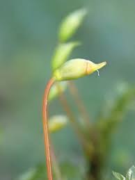 Attēlu rezultāti vaicājumam “Platyhypnidium riparioides”