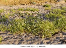 Attēlu rezultāti vaicājumam “Cakile maritima subsp. baltica”