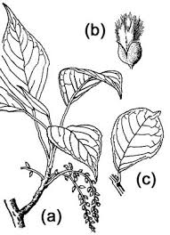 Attēlu rezultāti vaicājumam “Populus simonii leaf”