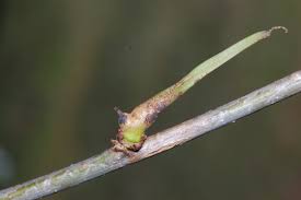 Attēlu rezultāti vaicājumam “Andricus quercuscorticis”