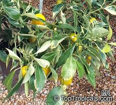 Attēlu rezultāti vaicājumam “Juglans x sinensis”
