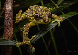 Attēlu rezultāti vaicājumam “Philonotis marchica macro”