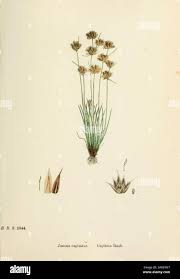 Attēlu rezultāti vaicājumam “Juncus capitatus”