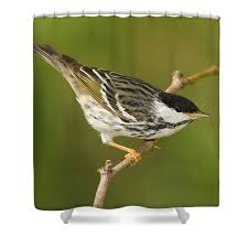 Image result for Dendroica striata