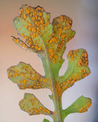 Attēlu rezultāti vaicājumam “Coleosporium sp.”