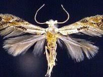 Attēlu rezultāti vaicājumam “Bucculatricidae”