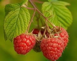 Attēlu rezultāti vaicājumam “Rubus nessensis fruit”