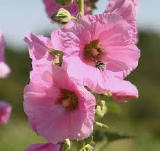 Attēlu rezultāti vaicājumam “Alcea rosea”