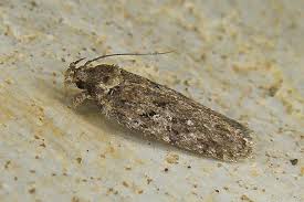 Attēlu rezultāti vaicājumam “Depressaria olerella”