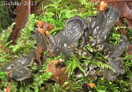 Attēlu rezultāti vaicājumam “Peltigera polydactylon”