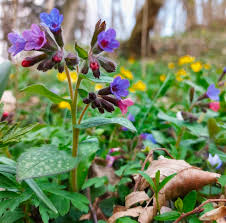 Attēlu rezultāti vaicājumam “Pulmonaria officinalis”