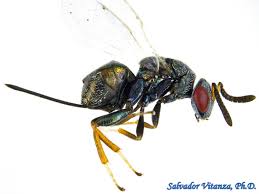 Attēlu rezultāti vaicājumam “Torymidae”