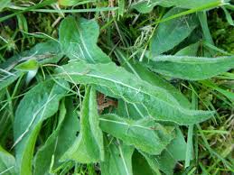 Attēlu rezultāti vaicājumam “Succisa pratensis leaf”