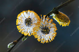 Attēlu rezultāti vaicājumam “Salix caprea male flower”