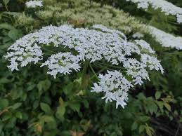 Attēlu rezultāti vaicājumam “Heracleum sosnowskyi flower”