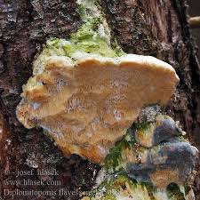 Attēlu rezultāti vaicājumam “Diplomitoporus flavescens”