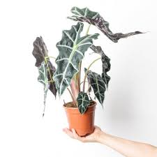 Attēlu rezultāti vaicājumam “Lycogala persicum macro”