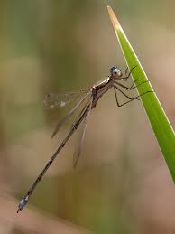 Attēlu rezultāti vaicājumam “Lestes virens female”