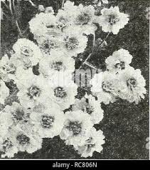 Attēlu rezultāti vaicājumam “Achillea ptarmica fruit”