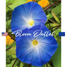 Image result for Ipomoea Heavenly Blue