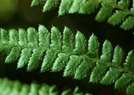 Attēlu rezultāti vaicājumam “Polystichum braunii”
