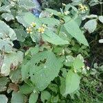 Attēlu rezultāti vaicājumam “Galinsoga quadriradiata leaf”